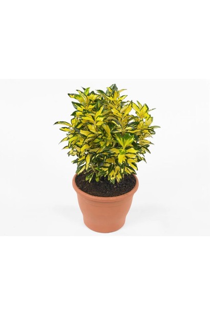 Саджанець Бруслина японська Екстаз